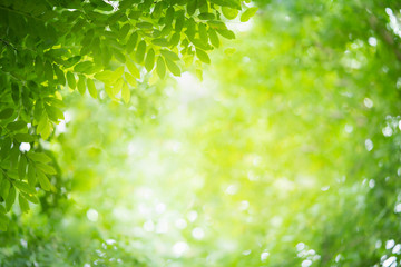 Green leaf with beauty bokeh under sunlight.