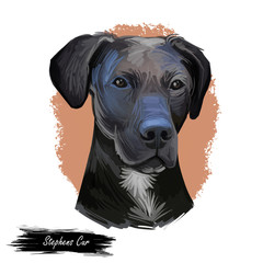 Stephens Cur scent hound сur dog breed isolated on white. Digital art illustration. Animal watercolor portrait closeup isolated muzzle of pet, canine hand drawn clipart, animalistic drawing, doggy.