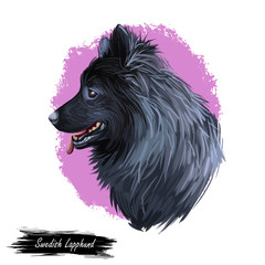 Swedish Lapphund breed of dog of Spitz type from Sweden, Lapphund. Digital art illustration. Animal watercolor portrait closeup isolated muzzle of pet, canine hand drawn clipart, animalistic drawing.