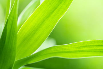 Green leaf textured background.