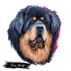 Tibetan Mastiff giant size dog breed portrait isolated on white. Digital art illustration, animal watercolor drawing of hand drawn doggy for web. Black and tan pet with short medium coat length