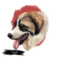 Tornjak or Croatian Shepherd dog breed portrait isolated on white. Digital art illustration, animal watercolor drawing of hand drawn doggy for web. Part colored pet, brown and white, and long coated