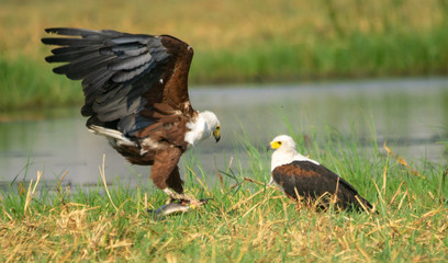 fish eagles