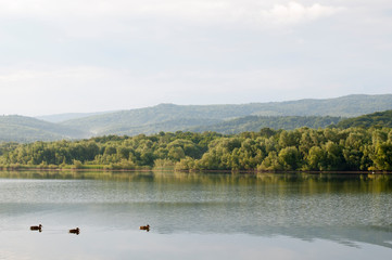Naklejka premium summer lake with ducks and distant mountains in the background