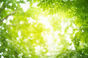 Obraz premium Green nature background.