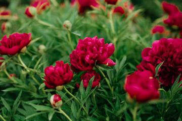 Pion. Spring concept. red flower for background