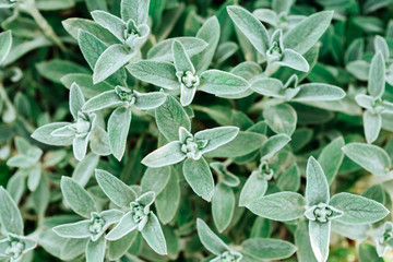 Green leaf texture. Leaf texture background for background