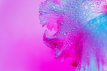 Vivid neon colored iris flower bud on multi colored background.