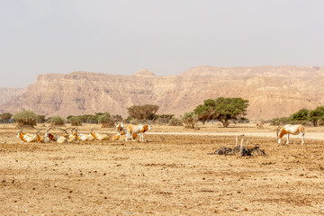 Fototapeta na wymiar scimitar oryx ostrich