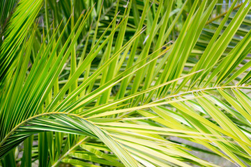 textured green palm leaf background
