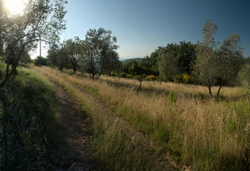 Fototapeta na wymiar Tuscan agricultural landscape, Florentine region of Montespertoli