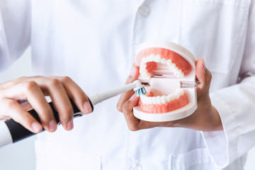 Hands of Dental Orthodontic Doctor Showing Toothbrush and Jaw Model for Instruction How to Cleaning and Caring Teeth, Close-Up Hands of Female Doctor, Healthcare and Dentist Occupation Concept.