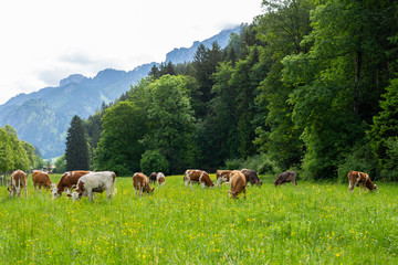 Fototapeta na wymiar Postcard view. Cows on a green field,grazing on the green grass of a cows farmer, a beautiful cow landscape in the field in the summer over Alps mountains. Free space.