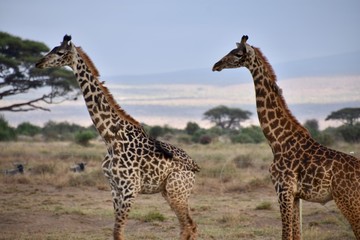 Two Masai Giraffes in Line, Amboseli National Park, Kenya
