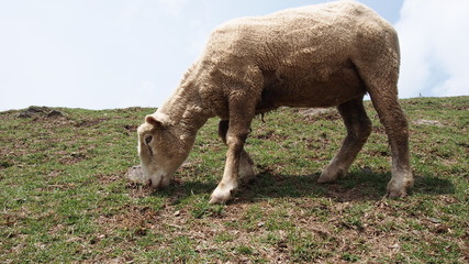 A Sheep eating grass on mountain in Taichung