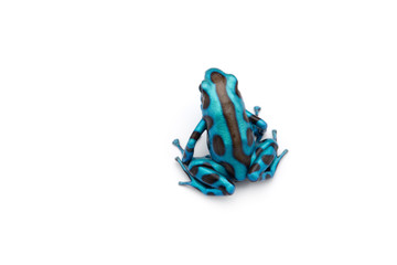 Green and Black Poison Dart Frog isolated on white background