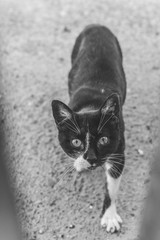 Gato de pie mirando atentamente