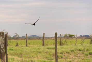 Cathartes Burrovianus Initiating flight 03