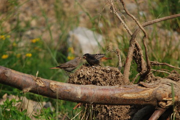 Hausrotschwanz Fütterung
