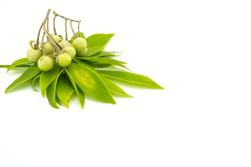 Schefflera leucantha leaves and Solanum indicum on white background, Thai herbs with many properties especially used to treat fever,cold,cough,asthma,alternative medicine, health concept