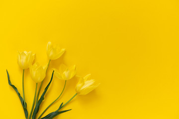 Beautiful flowers composition. Yellow tulips on yellow background. Valentine's Day, Easter, Birthday, Happy Women's Day, Mother's day. Flat lay, top view, copy space
