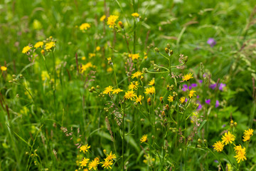 Wild flowers in a meadow in spring or summer time
