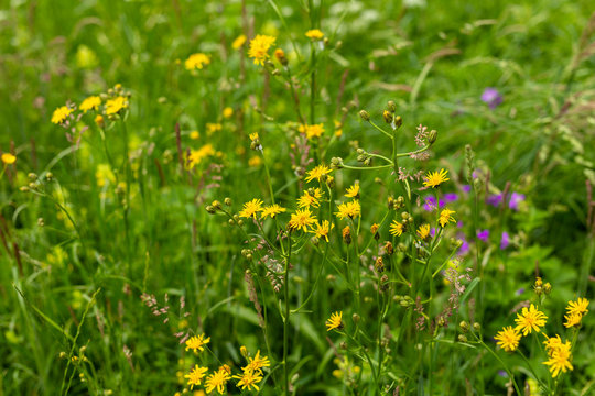 Wild flowers in a meadow in spring or summer time © Anna Niki