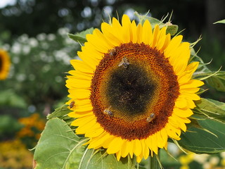 Bee pollination on sunflower, macro photo