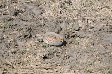 A portrait of a grey partridge lying on the ground and basking in the Sun