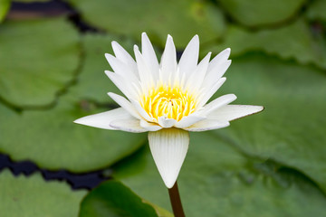 Flower concept; White lotus in the pond