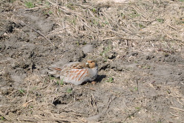 A portrait of a grey partridge lying on the ground and basking in the Sun