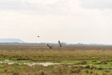 Two birds Khaunos torquatus initiating flight 02