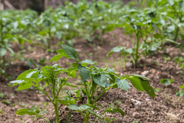 Agricultura