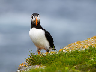 Atlantic Puffin Standing on Cliff Ledge on Blue Background