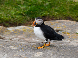 Atlantic Puffin Standing on Cliffs Rock, Portrait