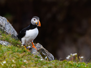 Atlantic Puffin Standing on Cliff's Rock, Portrait