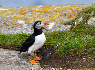 Atlantic Puffin Standing on Cliffs Rock and Calling, Portrait