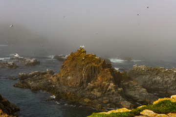 Cliffs of Newfoundland with Puffins and Seabirds