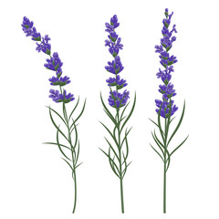 Lavender flower plant. Watercolor. Vector illustration.