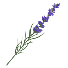 Naklejka premium Lavender flower plant. Watercolor. Vector illustration.