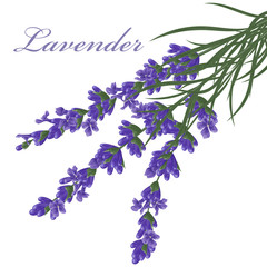 Obraz na płótnie Canvas Lavender flower plant. Watercolor. Vector illustration.