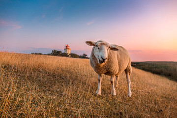 Sheeps in front of the lighthouse Westermarkelsdorf on the island Fehmarn - obrazy, fototapety, plakaty