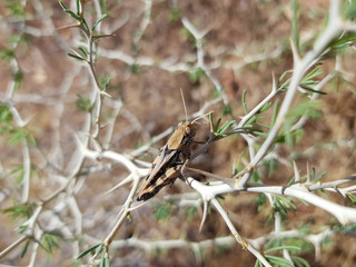 Cavalletta