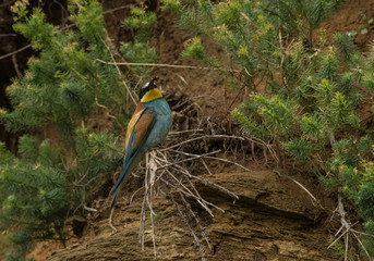 bee-eater © Gerhard