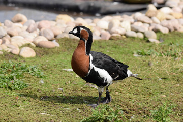 goose on grass
