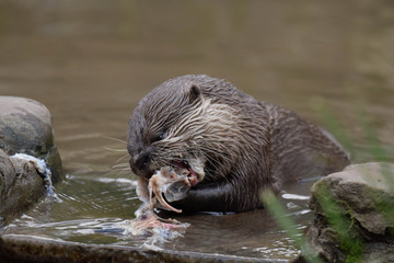 european otter eating