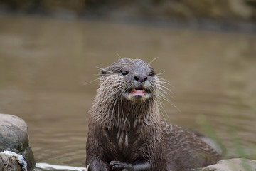 european otter