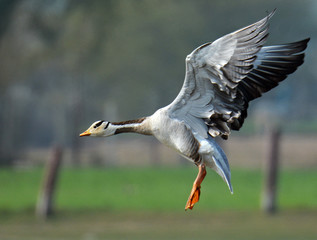 Bar Headed Goose