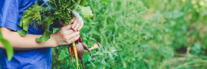 harvest vegetables (beets, carrots, onions, dill, garlic and more). top food background. copy space