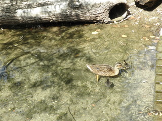 The beautiful bird garganey (Spatula querquedula) in the natural environment
